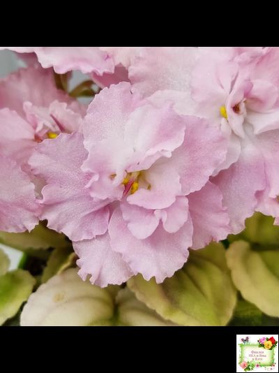 РС-Утренний Пляж (С. Репкина) 2020 г. (клакамас с кроновой пестролистностью)