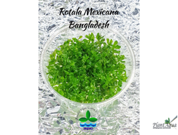 Ротала Mexicana Bangladesh (меристемная) Азия