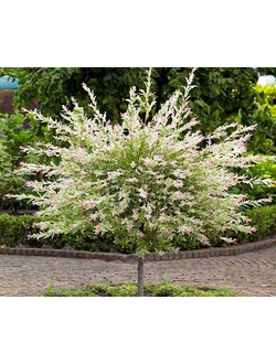 Ива цельнолистная Hakuro-Nishiki