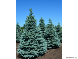 Ель колючая Бэйби Блю Айз