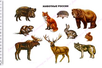 Фетр с рисунком "Животные России"