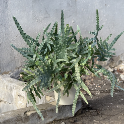 Папоротник флебодиум