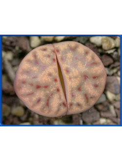 Lithops dinteri ssp. multipunctata C 326