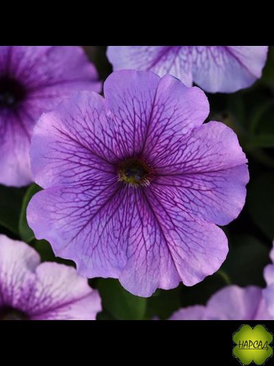 ПЕТУНИЯ АМПЕЛЬНАЯ ДЛЯ КАШПО 1 ШТ РАССАДА