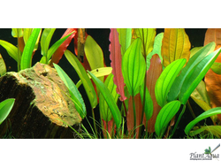 Эхинодорус Ред Даймонд (горшок)