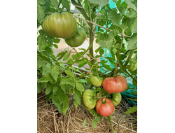 Томат Сладкая свекла (Dulcea de Fagaras), Италия