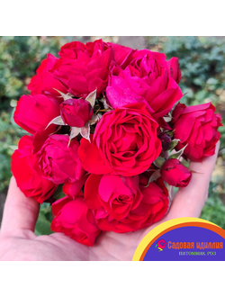 Манора (Manora)