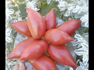 Томат Корейский длинноплодный