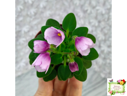 SimSim Tiny Bells (Alex Mayer) (детка)