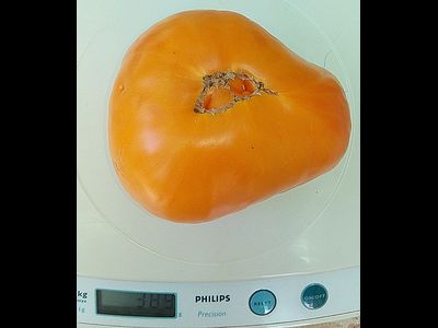 Томат Регби оранжевый (Rugby orange, США)