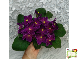 NiK-Аристократ (Н. Булко)