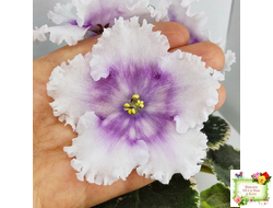 Dn-Дух Різдва (Д. Денисенко) 2020 г.