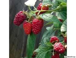 Малина Вольница