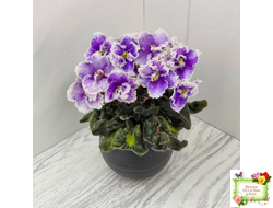 Н-Тет-а-Тет (Н. Бердникова) 2019 г. (лист посажен 21.10.25)