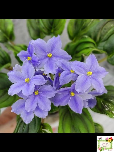 LV-Небо в Кармашке (Л. Шевелева) трейлер (пестролистный клакамас) сеянец