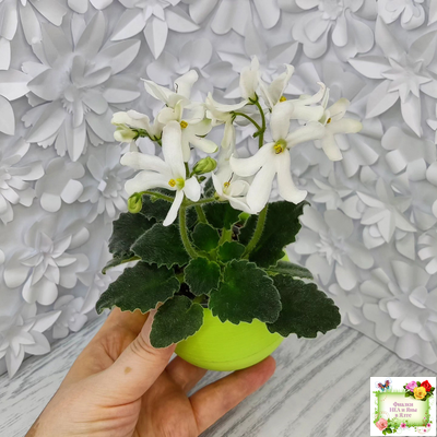 Lunar Lily white (Лунэ Лили уайт) (селекционер неизвестен)