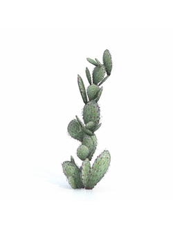 кактусы Опунция-05 2