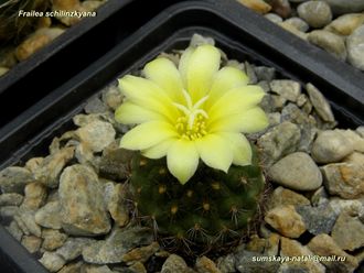 Frailea schilinzkyana