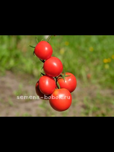 Томат Толстой F1, 5 шт