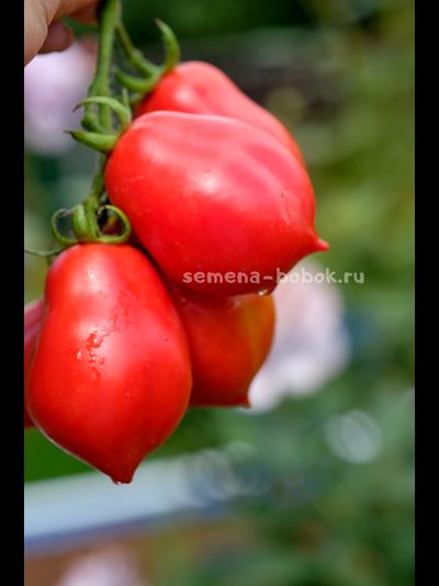 Томат Краса Кургана, 10 шт