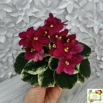 Mac's O'Scarlet O'Hara (G.McDonald) (Макс ОСкарлет Охара)