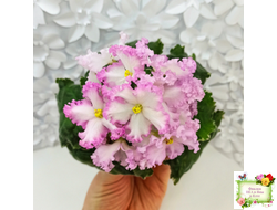 Nik-Обыкновенная Богиня (Н. Булко) 2023 г.