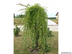 Ива Пендула - Pendula