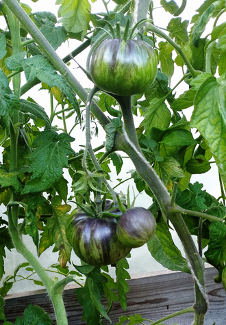 Семена томата Блаженство / *нов 2025