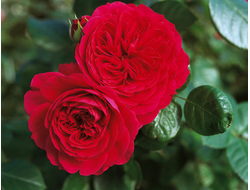 Роза флорибунда Red Leonardo da Vinci (MEIangele, Hilde Umtasch), C5
