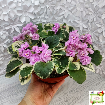 Alameda Trail (P.Harris) трейлер (лист посажен 06.10.25)