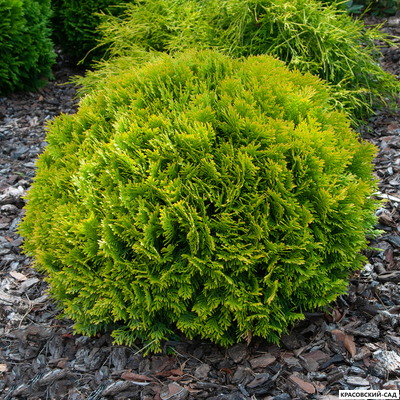 Туя Меджем - Mirjam