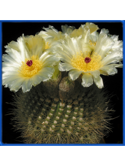 Notocactus werdermannianus