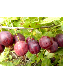 Крыжовник  Смена