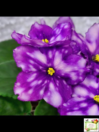 МТ-Свет Кометы (М. Тотиева) 2022 г. (лист посажен 28.10.25)