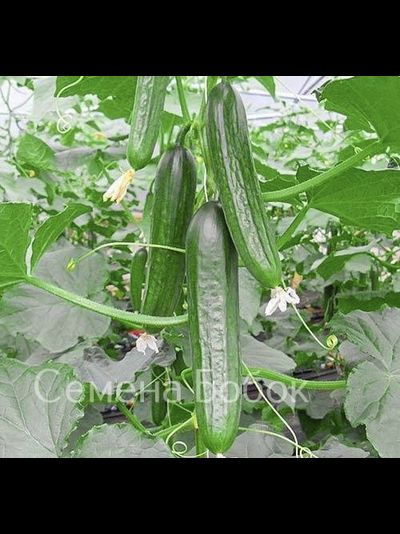 Огурец Тести Грин F1, 5 шт
