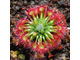 Drosera "Occidentalis var. microscapa"