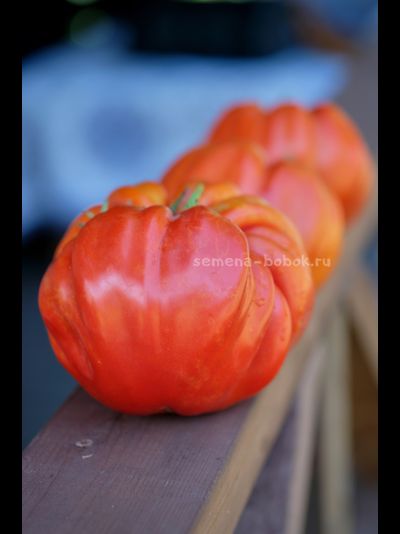 Томат Гигант Фарина, 10 шт