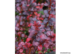 Барбарис Дартс Ред Леди - Dart's Red Lady