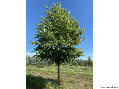 Липа европейская Палида - Pallida