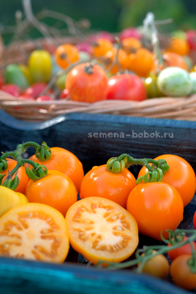 Томат Dwarf Orange Tree (Гном Апельсиновое дерево), 10 шт