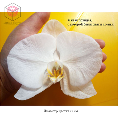 Набор вайнеров и каттеров "Орхидея фаленопсис размер XL "