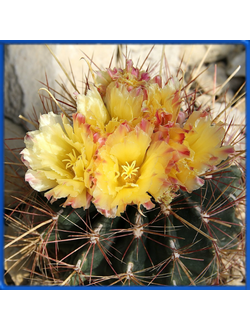 Ferocactus hamatacanthus KPP 1839