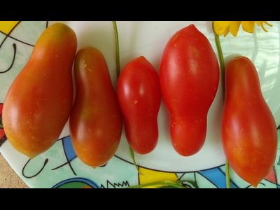 Томат Покоритель неба (Himmelsturmer), Германия