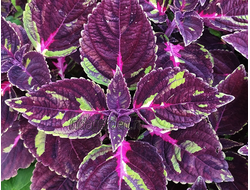 Колеус Cyprus Mosaic