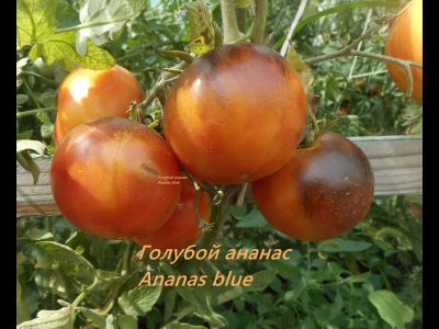 Томат Голубой ананас (Ananas blue)