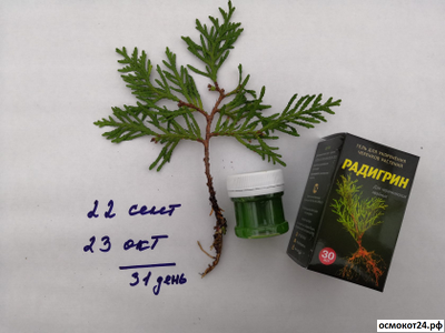 Радигрин Желтый