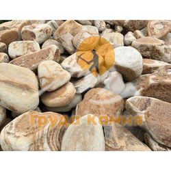 Бут галтованный