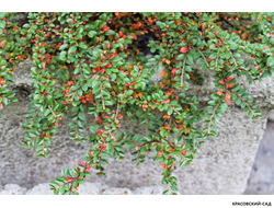 Кизильник горизонтальный - Horizontalis