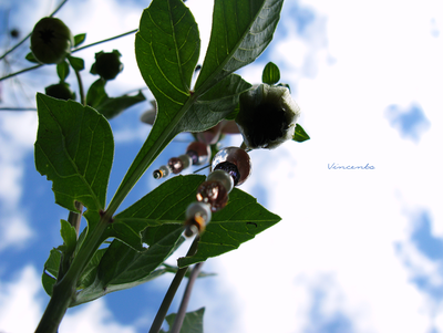 Красивые длинные серьги "Хрустальная роса"