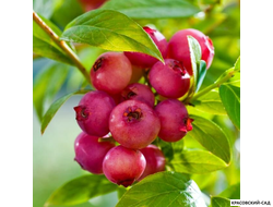 Голубика Пинк Лемонейд - Pink Lemonade